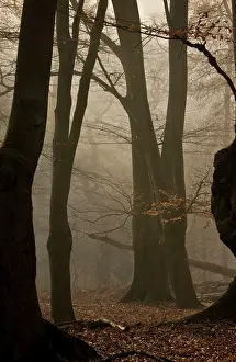 Pollards: Ancient Beech pollards on misty winter morning