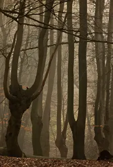 Pollards: Ancient Beech pollards on misty winter morning