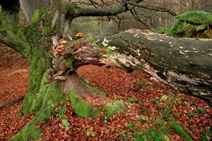 Epiphyte: Ancient Beech Tree - Covered with various fungi