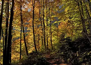 Sylvaticus: Ancient Beech woods - In autumn, on limestone