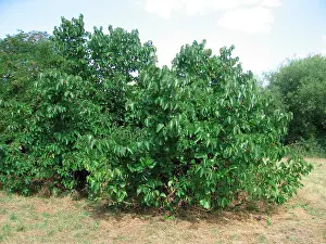 Mulberries: Ancient Black Mulberry Fruit Tree, UK