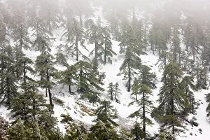 Cyrpus: Ancient Black Pine forest - in snow and freezing