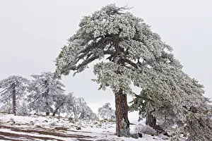 Cyrpus: Ancient Black Pine forest - in snow and freezing
