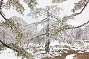 Cyrpus: Ancient Black Pine forest - in snow and freezing