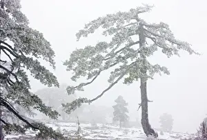 Cyrpus: Ancient Black Pine forest - in snow and freezing
