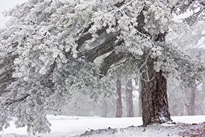 Cyrpus: Ancient Black Pine forest - in snow and freezing