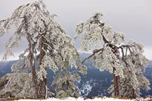 Cyrpus: Ancient Black Pine forest - in snow and freezing