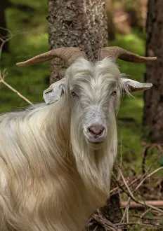Goat: Ancient breed goats grazing orchid-rich nature r