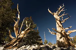 Bristlecone: Ancient bristlecone pine trees