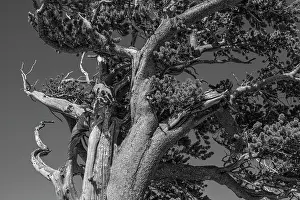 Goliath: Ancient bristlecone pines, Mount Evans Wilderness