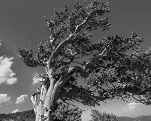Goliath: Ancient bristlecone pines, Mount Evans Wilderness