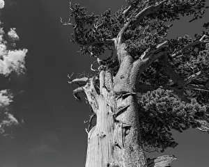 Goliath: Ancient bristlecone pines, Mount Evans Wilderness