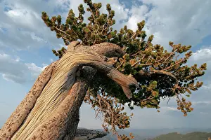 Goliath: Ancient bristlecone pines, Mount Evans Wilderness
