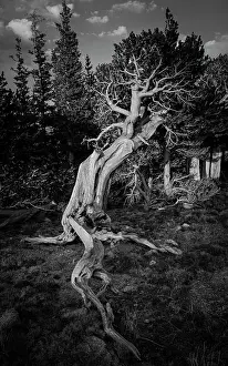 Goliath: Ancient bristlecone pines, Mount Evans Wilderness