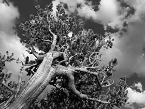 Goliath: Ancient bristlecone pines, Mount Evans Wilderness