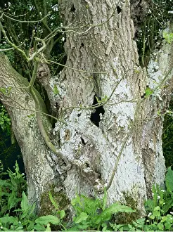 Coppiced: Ancient coppiced Ash tree