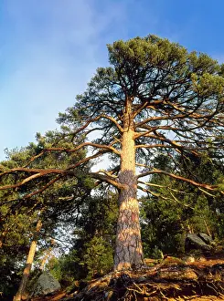 Corsican: Ancient Corsican Pine