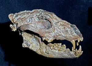 Coyote: Ancient Coyote