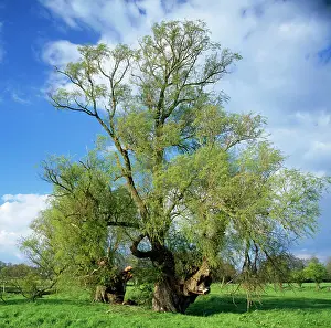 Fragilis: Ancient Crack WILLOW
