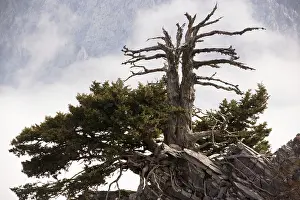 Cupressus: An ancient Cypress