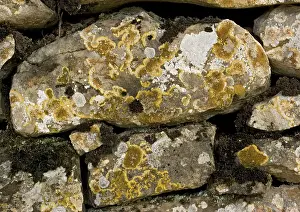Drystone: Ancient drystone wall, covered with lichens. Limestone
