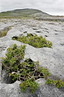 Gnarled: Ancient dwarf gnarled holly trees growing on limestone