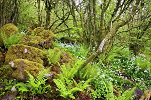 Coppice: Ancient dwarfed coppice woodland with ferns, at