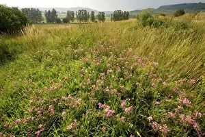 Vetch: Ancient flowery grasslands around the saxon village