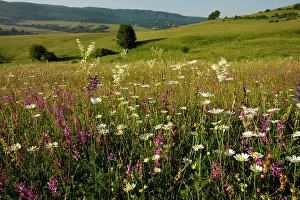 Polygala: Ancient flowery limestone grassland in Transilvania