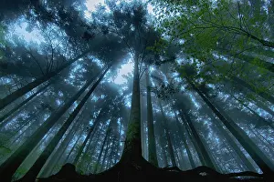 Michele Menegon: Ancient Forest