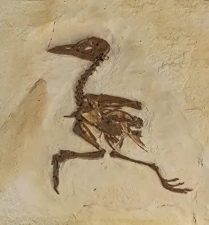 Ancient: Ancient Fossil Bird, Primobucco mcgrewi, early eocene