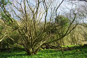 Stool: Ancient hazel coppice stool in bluebell wood
