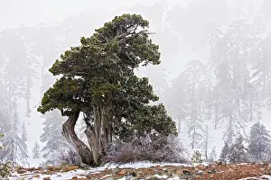Juniper: Ancient Juniper tree - in freezing fog and snow