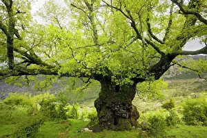 Dehesa: Ancient Lusitanian Oak - pollard, in dehesa