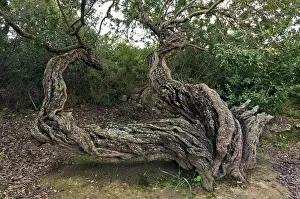 Anti: Ancient Mastic trees
