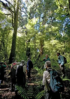 Visiting: Ancient mixed podocarp forest, mainly Rimu, in