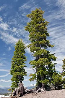 Tsuga: Ancient Mountain Hemlock Trees - at 7000 ft (2200m)