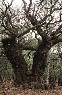 Ardea London: ANCIENT OAK