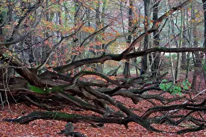 Sababurg: Ancient Oak - Relict of tree in old forest of Sababurg
