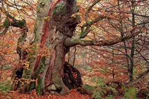 Sababurg: Ancient Oak Tree - Autumn colour in old forest