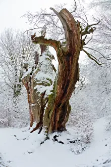 Limitation: Ancient Oak Tree, covered in snow in winter, Sababurg