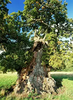 Judge: Ancient Oak Tree - Judge WyndhamIs OAK