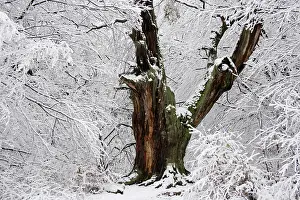 Hundred: Ancient Oak Tree in Winter - Snow covered ancient