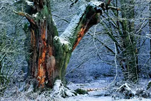 Hundred: Ancient Oak Tree - in winter, four hundred years old