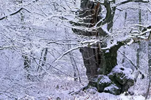 Hundred: Ancient Oak Tree - in winter, four hundred years old