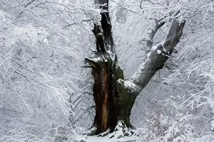 Hundred: Ancient OAK Tree - four hundred year old tree in