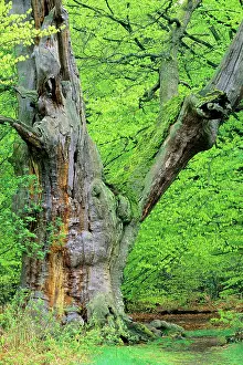 Hundred: Ancient Oak Tree - four hundred years old