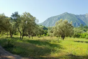 Holds: Ancient Olive Grove - which holds breeding Olive-tree