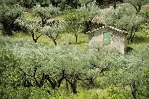 Olea: Ancient Olive Trees (Olea europaea), Buis-les-Baronnies
