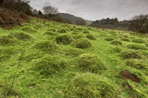 Scenics: Ancient pasture with anthills in Dunster deer park
